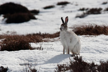 White Mountain Hares by Betty Fold Gallery